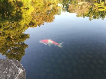 High angle view of fish swimming in lake