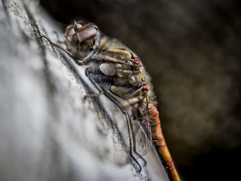 Close-up of insect