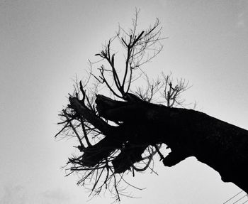 Low angle view of bare tree against sky