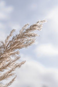 Close-up of snow on plant against sky