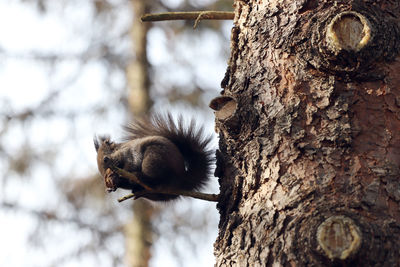 Close-up of squirrel on tree trunk