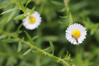 Close-up of white daisy flower