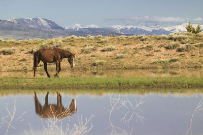 Horse walking on field by lake against sky