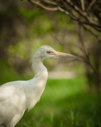 Close-up of a bird