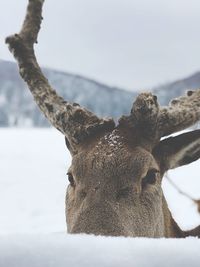 Close-up of deer in snow