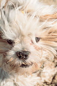 Close-up portrait of a dog with sand