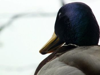 bird