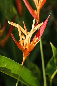 Close-up of red flowering plant