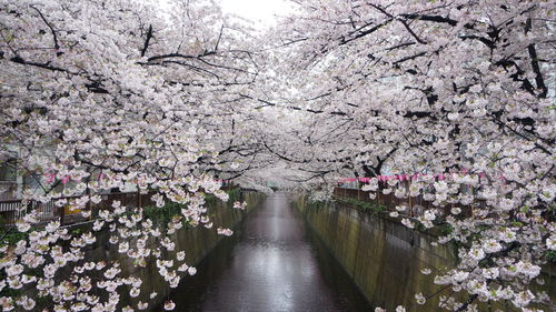 Cherry blossoms in spring