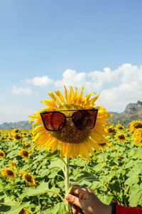 Low angle view of sunflowers against cloudy sky