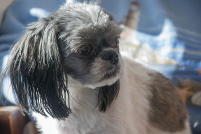 Shih  tzu looking to the left