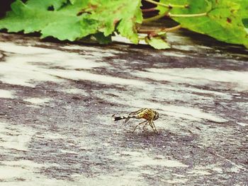 High angle view of bee