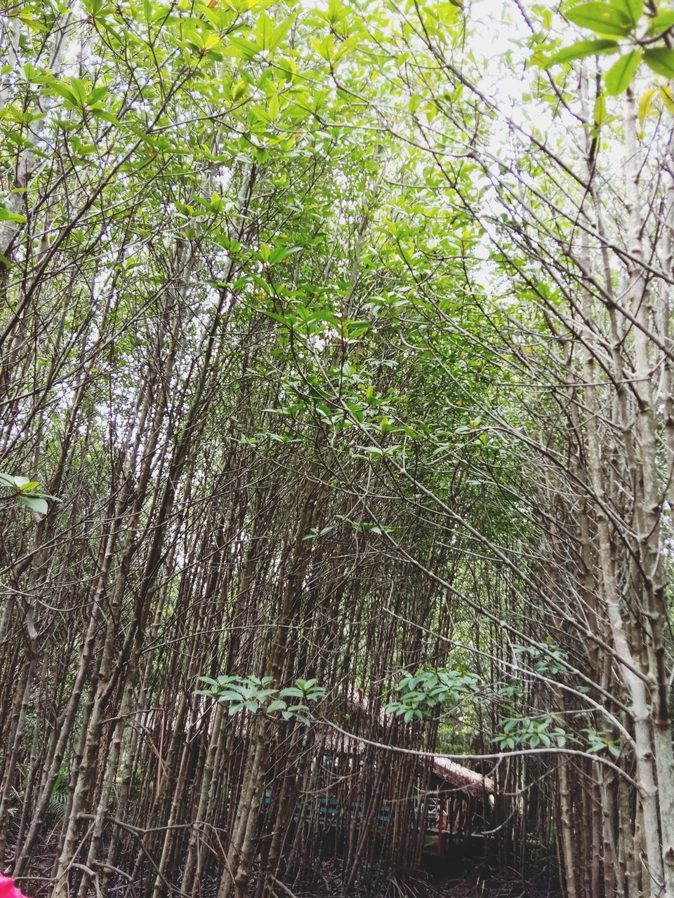 LOW ANGLE VIEW OF BAMBOO TREE IN FOREST