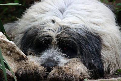 Close-up portrait of a dog