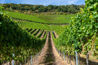 Ripening white grapes close-up on a vine plantation on a beautiful hot, sunny, summer day germany.