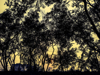 Silhouette trees against sky during sunset