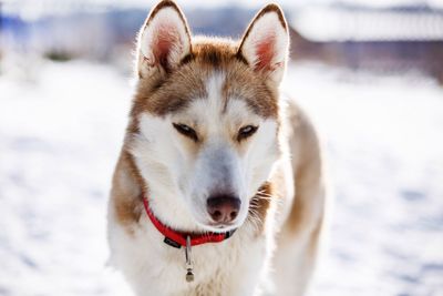 Portrait of dog on snow field