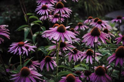 Close-up of purple coneflower blooming outdoors