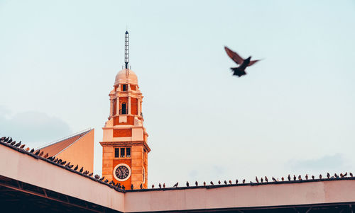 Low angle view of birds flying against sky