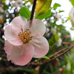 Close-up of fresh flower tree