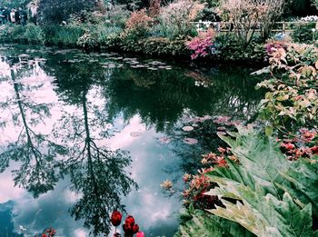 Reflection of trees on water