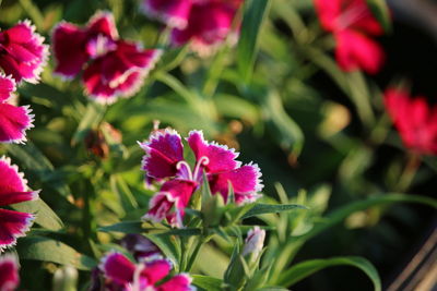 Close-up of pink flowering plants