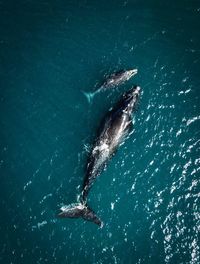 High angle view of fishes swimming in sea