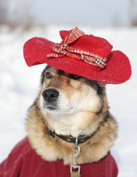 Close-up of dog wearing hat