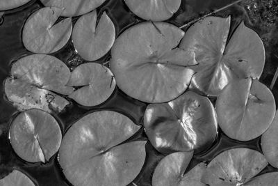 High angle view of flowers