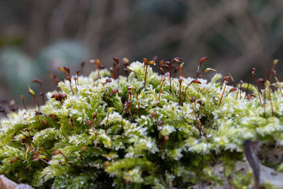 Close-up of a plant