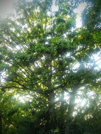 Low angle view of trees