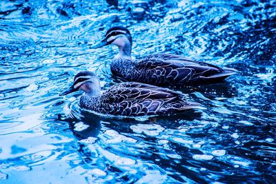 Close-up of duck swimming in lake