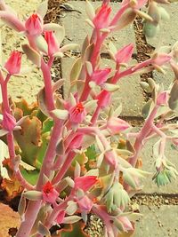 Close-up of pink flowers