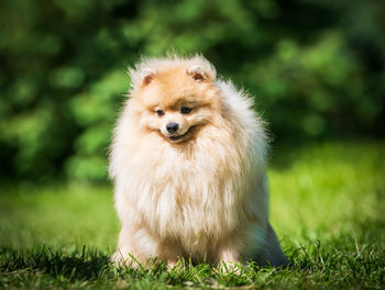 Dog looking away on field