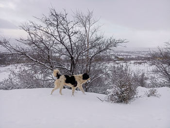 Dogs on snow covered landscape