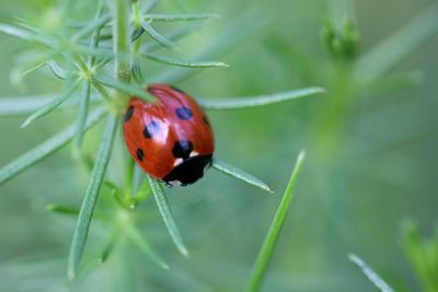 Close-up of insect on plant
