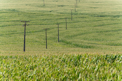 Scenic view of agricultural field