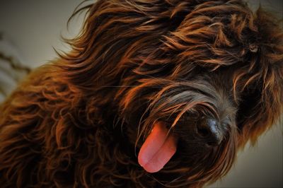 Close-up of brown hairy dog sticking out tongue