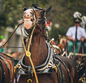 Horse cart outdoors