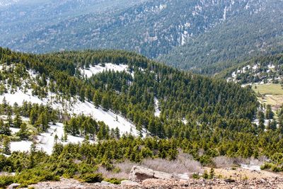 Pine trees in forest
