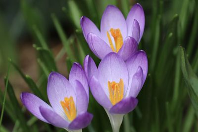 Close-up of purple crocus flower