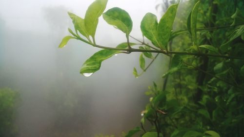 Close-up of wet plant leaves during rainy season
