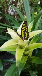 Close-up of butterfly pollinating on flower