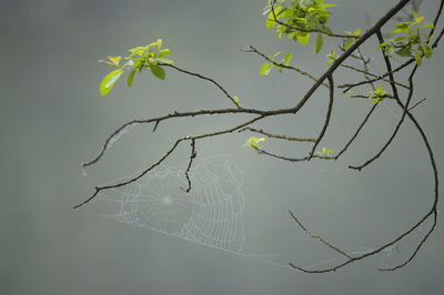 Close-up of spider web on branch against sky