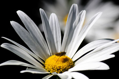 Close-up of insect on flower