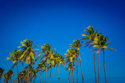 Low angle view of palm trees against clear blue sky