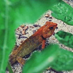 Close-up of a lizard on leaf