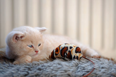 Close-up of a kitten