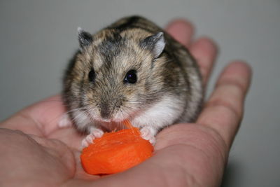 Close-up of hand holding hamster