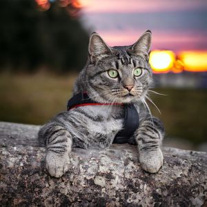 Close-up of cat sunset